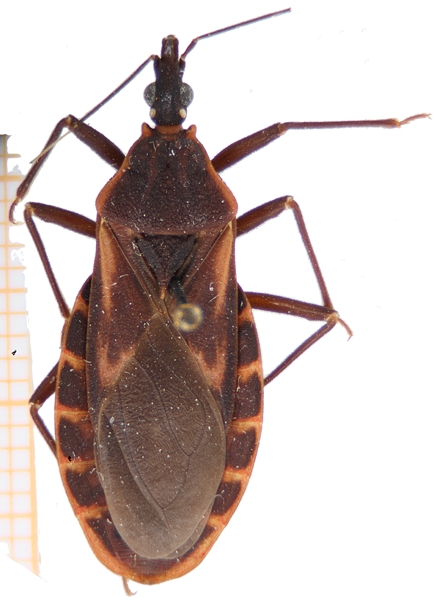 Triatoma sanguisuga thumbnail